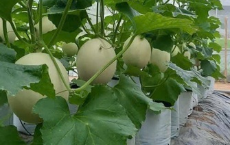 Mời tham gia Lễ hội Trái cây tỉnh Bắc Ninh năm 2025